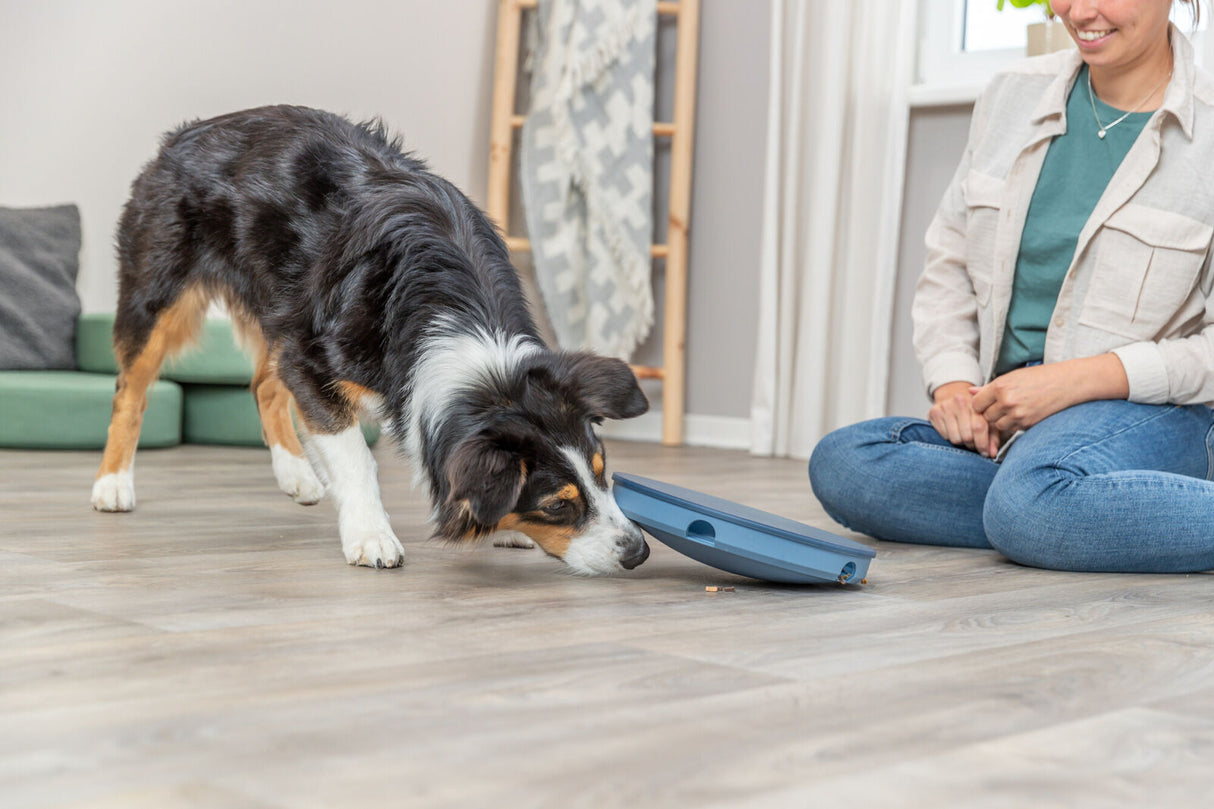 Ein schwarz-weißer Hund schnüffelt an einem blauen Spielzeug auf dem Boden, während eine Person daneben sitzt.