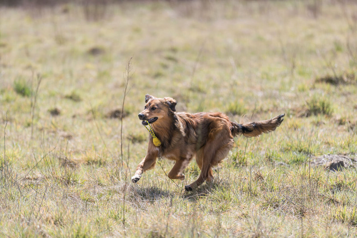 Ein brauner Hund läuft auf einer Wiese und hält ein gelbes Spielzeug im Maul.
