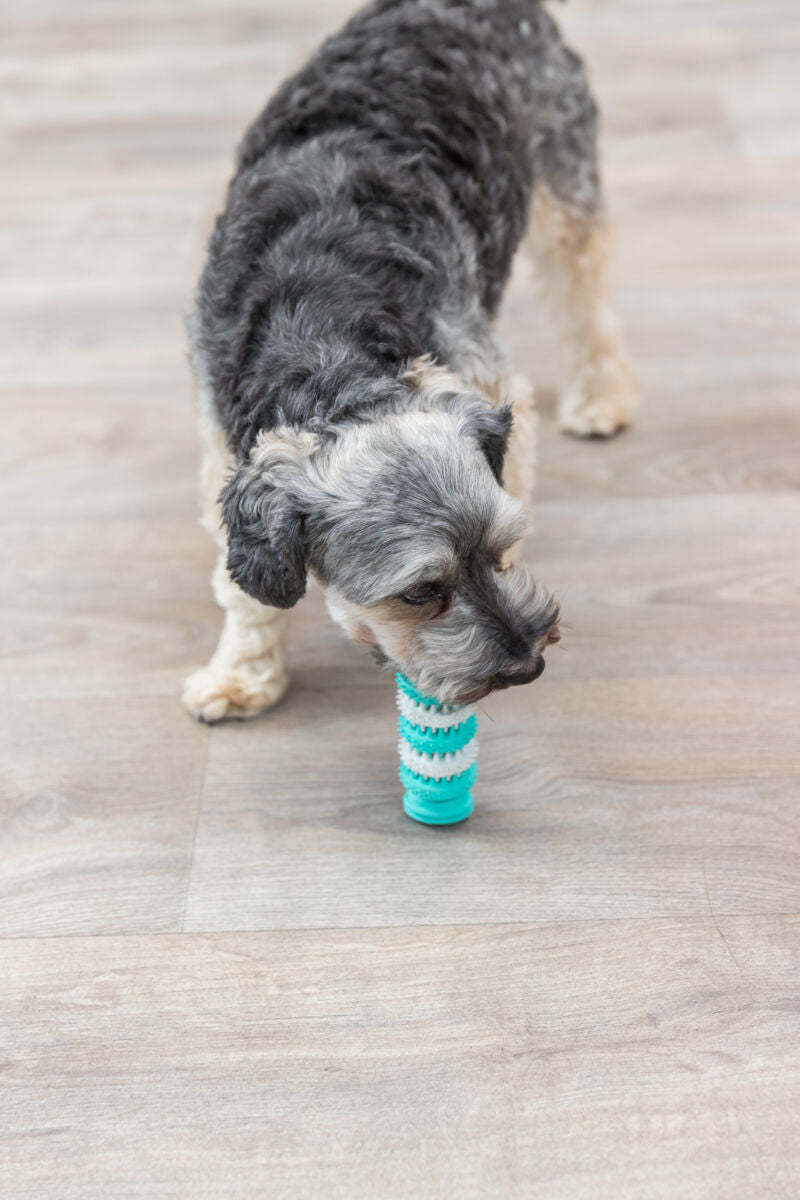 Hund mit lockigem Fell hält ein blaues und weißes Spielzeug im Maul, auf hellem Holzboden stehend.
