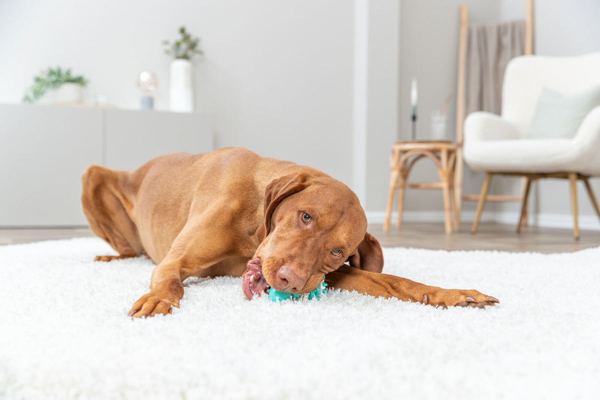 Ein brauner Hund liegt auf einem weißen Teppich und hält ein blaues Spielzeug in seinem Mund in einem hellen Raum.