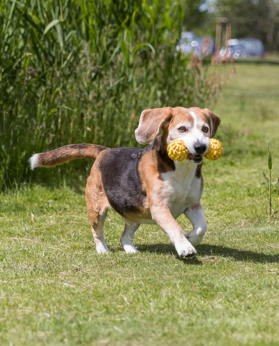 Hund mit kurzem Fell läuft auf einer grünen Wiese und trägt gelbes Spielzeug im Maul.