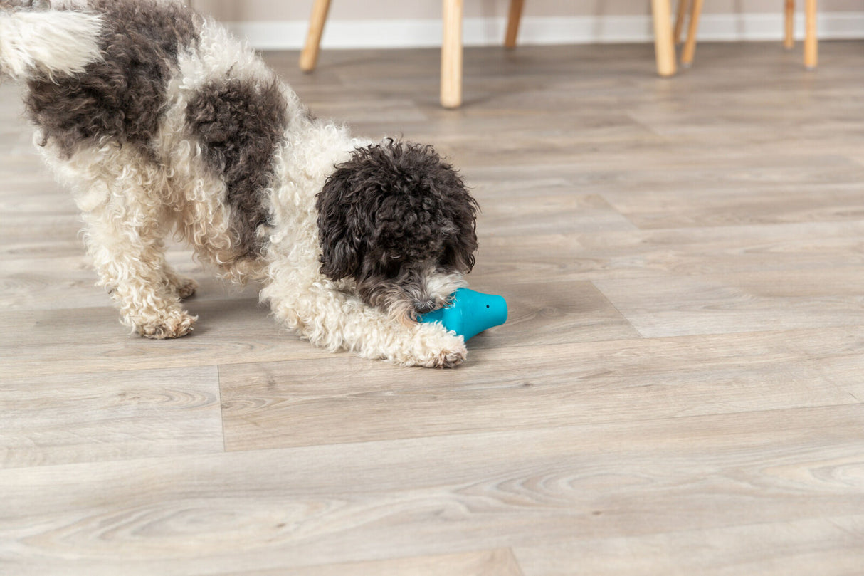 Ein lockiger Hund spielt auf einem Holzboden mit einem blauen Spielzeug.