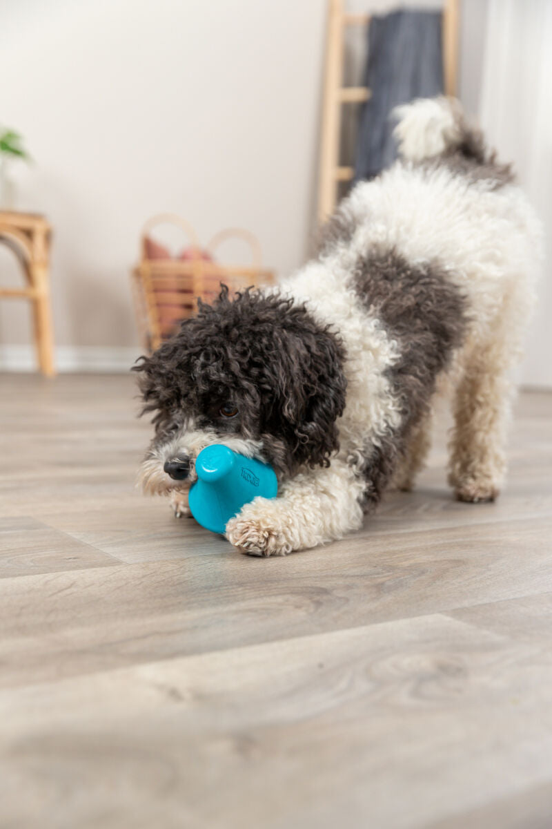 Ein schwarz-weißer Hund spielt auf einem Holzboden mit einem blauen Spielzeug in einem hellen Zimmer.