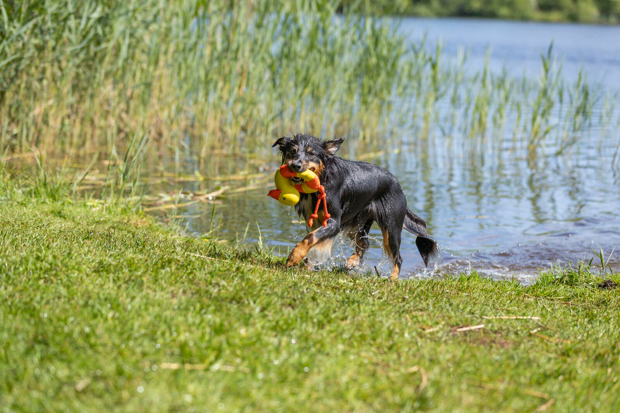 Ein nasser Hund mit Spielzeug läuft aus einem See auf grünes Gras.