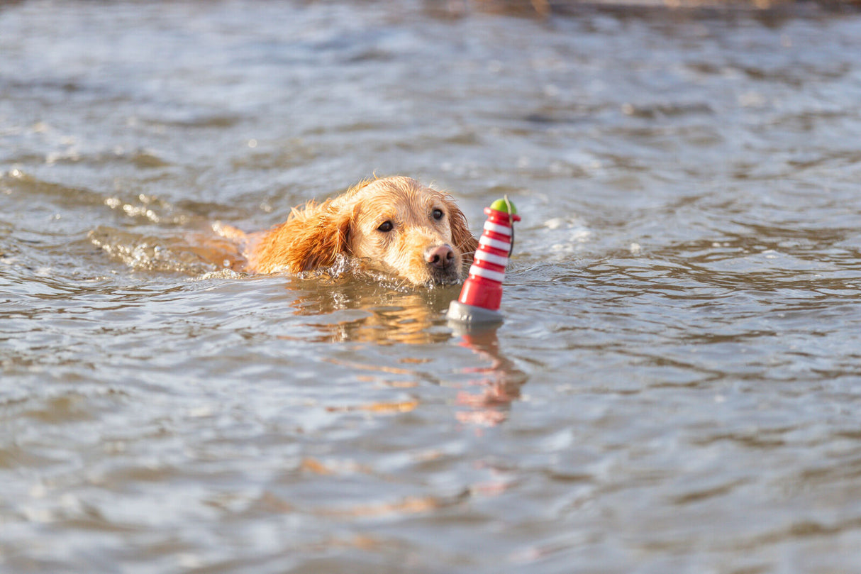 Ein Hund schwimmt in einem Gewässer und trägt ein rot-weißes Spielzeug mit grünem Ende im Maul.
