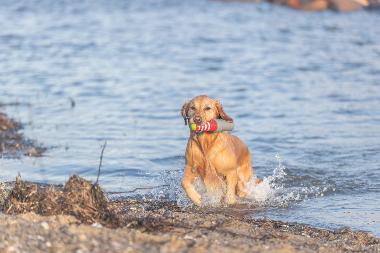 Ein Hund mit nassem Fell läuft aus dem Wasser und trägt ein rot-weißes Wasserspielzeug im Maul.