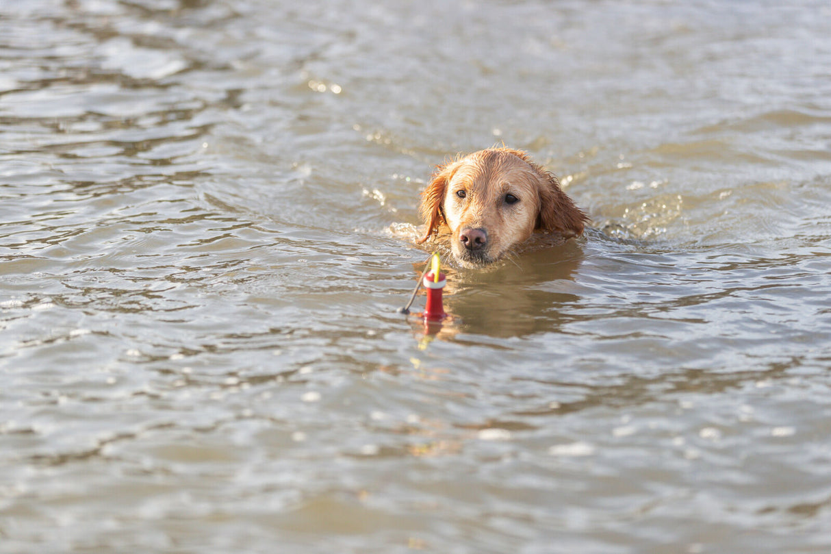 Ein Hund schwimmt im Wasser und hält ein rotes Objekt im Maul, umgeben von ruhigen Wasseroberflächen.