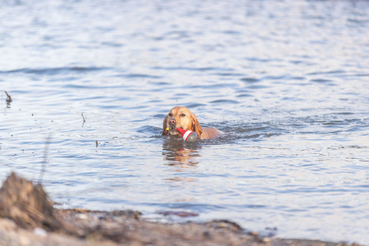 Ein brauner Hund schwimmt in einem Gewässer und hält ein rot-weißes Spielzeug im Maul.