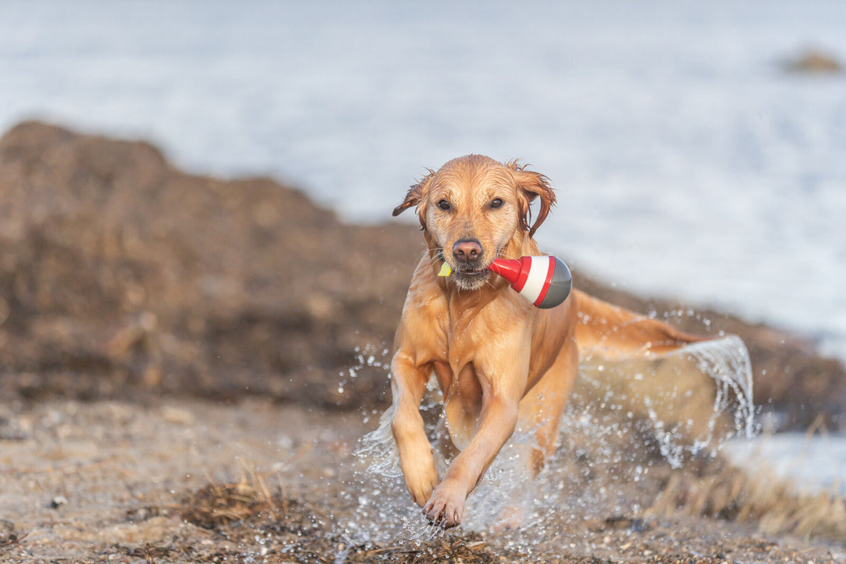 Ein nasser Hund läuft mit einem rot-weiß-schwarzen Spielzeug im Maul durch flaches Wasser am Strand.