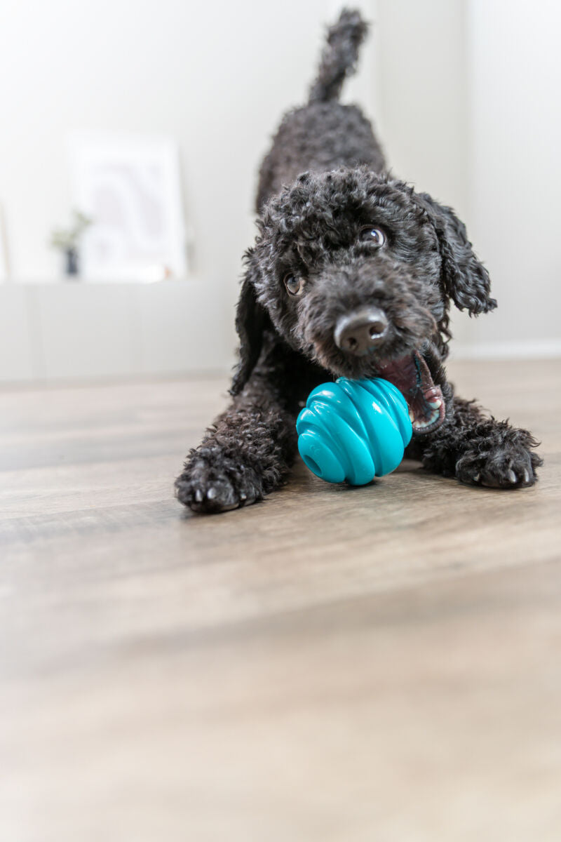 Schwarzer Hund spielt mit blauem Spielzeug auf Holzboden in heller Umgebung.