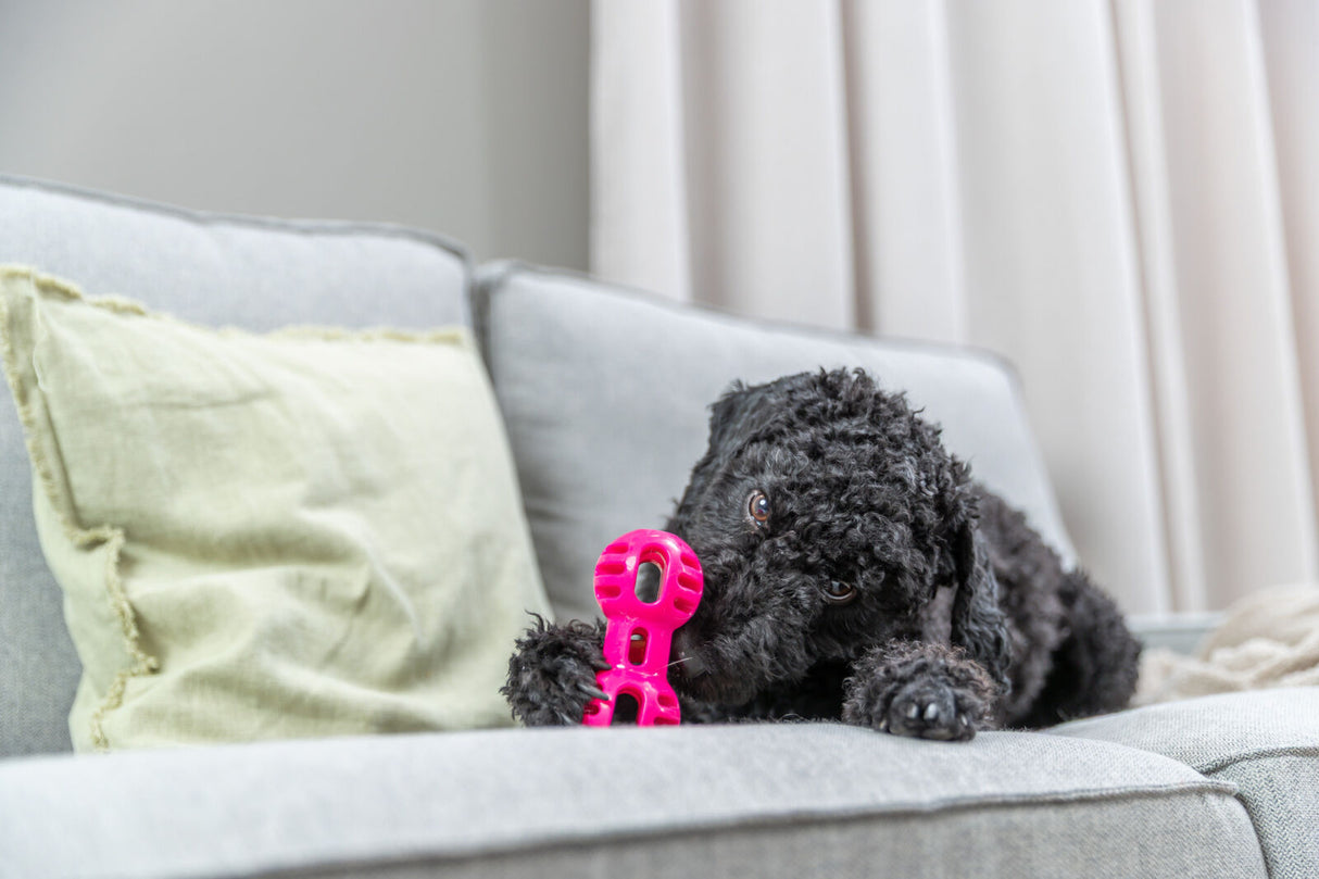 Schwarzer Hund liegt auf grauem Sofa und hält ein pinkes Spielzeug.