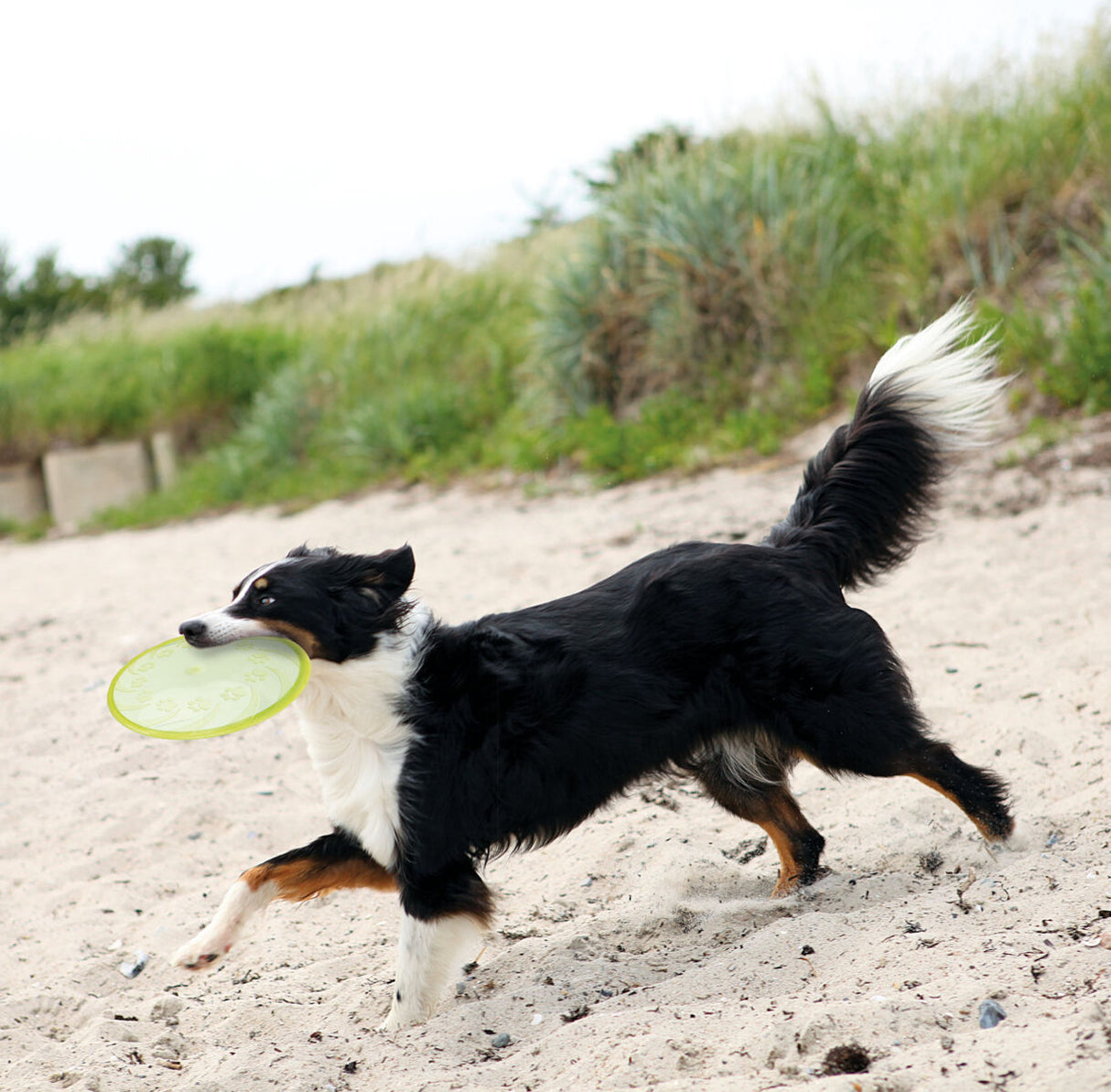 Hund mit schwarz-weißem Fell läuft am Strand und trägt eine gelbe Frisbee im Maul.