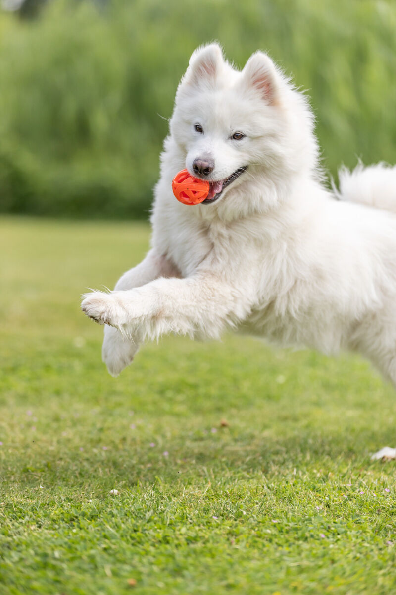 Ein weißer Hund springt auf grünem Gras und hält einen orangefarbenen Ball im Maul.