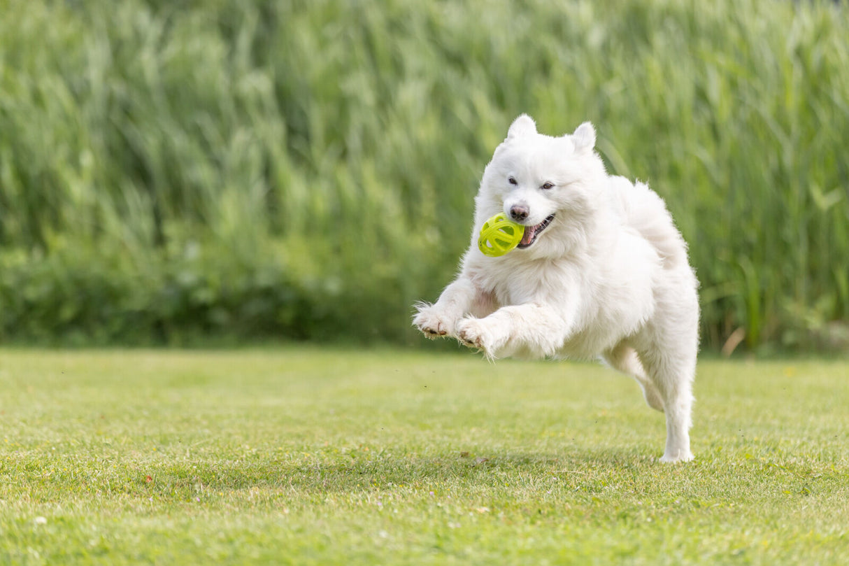 Ein weißer Hund läuft auf grüner Wiese mit einem gelben Ball im Maul, Hintergrund unscharf grün.