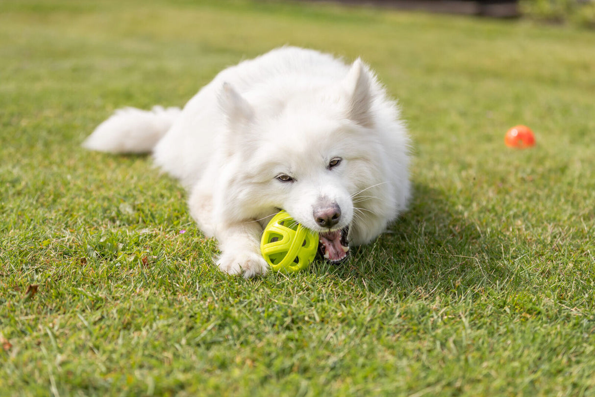 Weißer Hund liegt auf einer Wiese und beißt in einen gelben Ball, der vor ihm liegt.