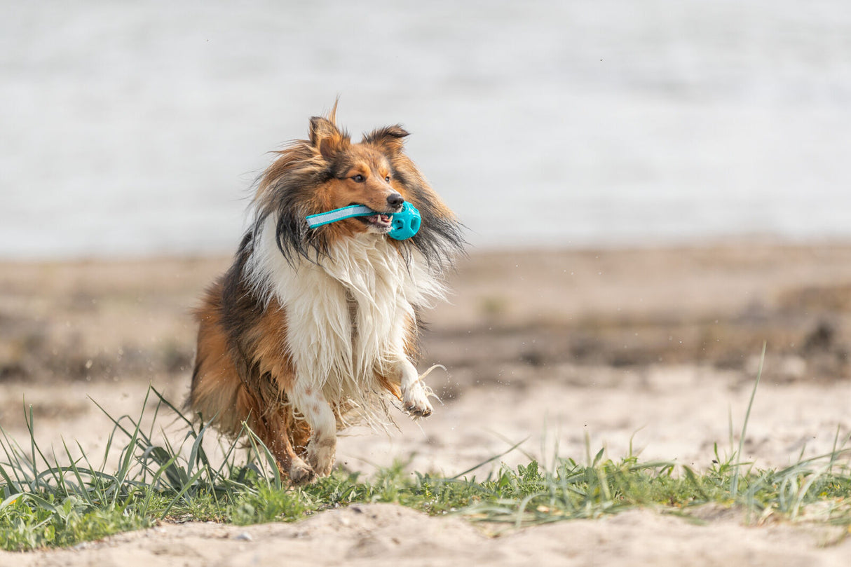 Ein langhaariger Hund mit einem blauen Spielzeug im Maul läuft am Sandstrand entlang.