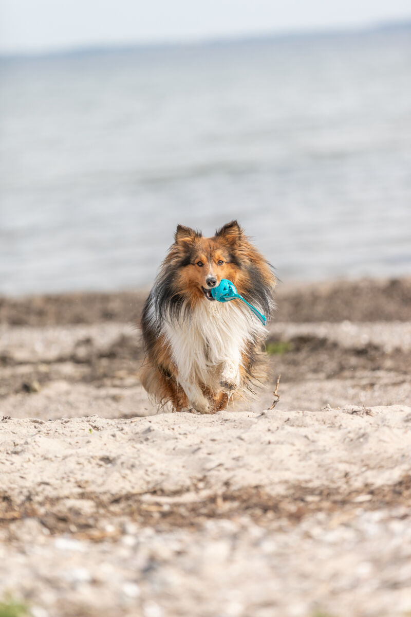 Hund rennt am Strand mit einem blauen Spielzeug im Maul, Wasser im Hintergrund.