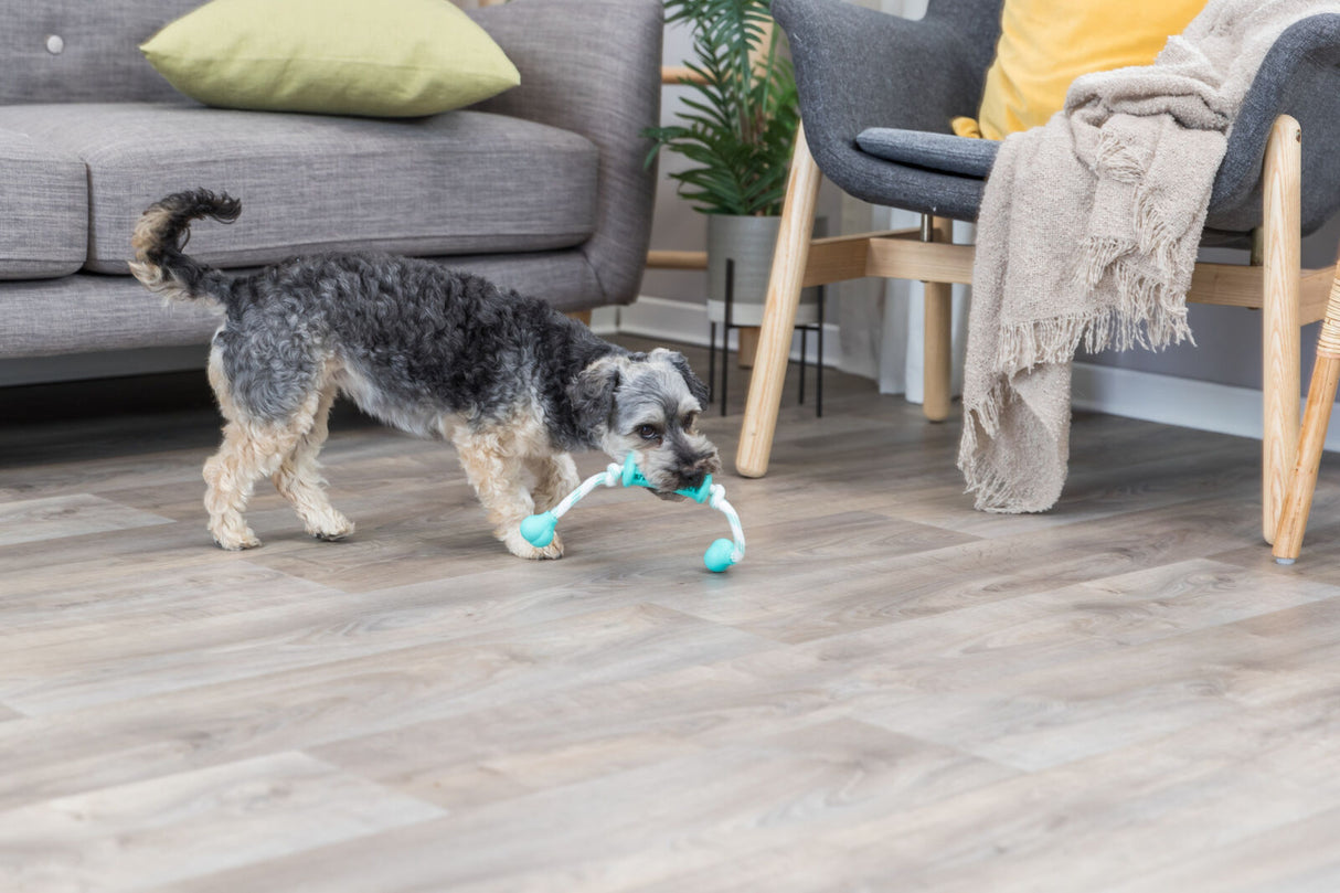 Ein kleiner Hund mit lockigem Fell trägt ein blau-weißes Spielzeug in einem Wohnzimmer mit Holzboden.