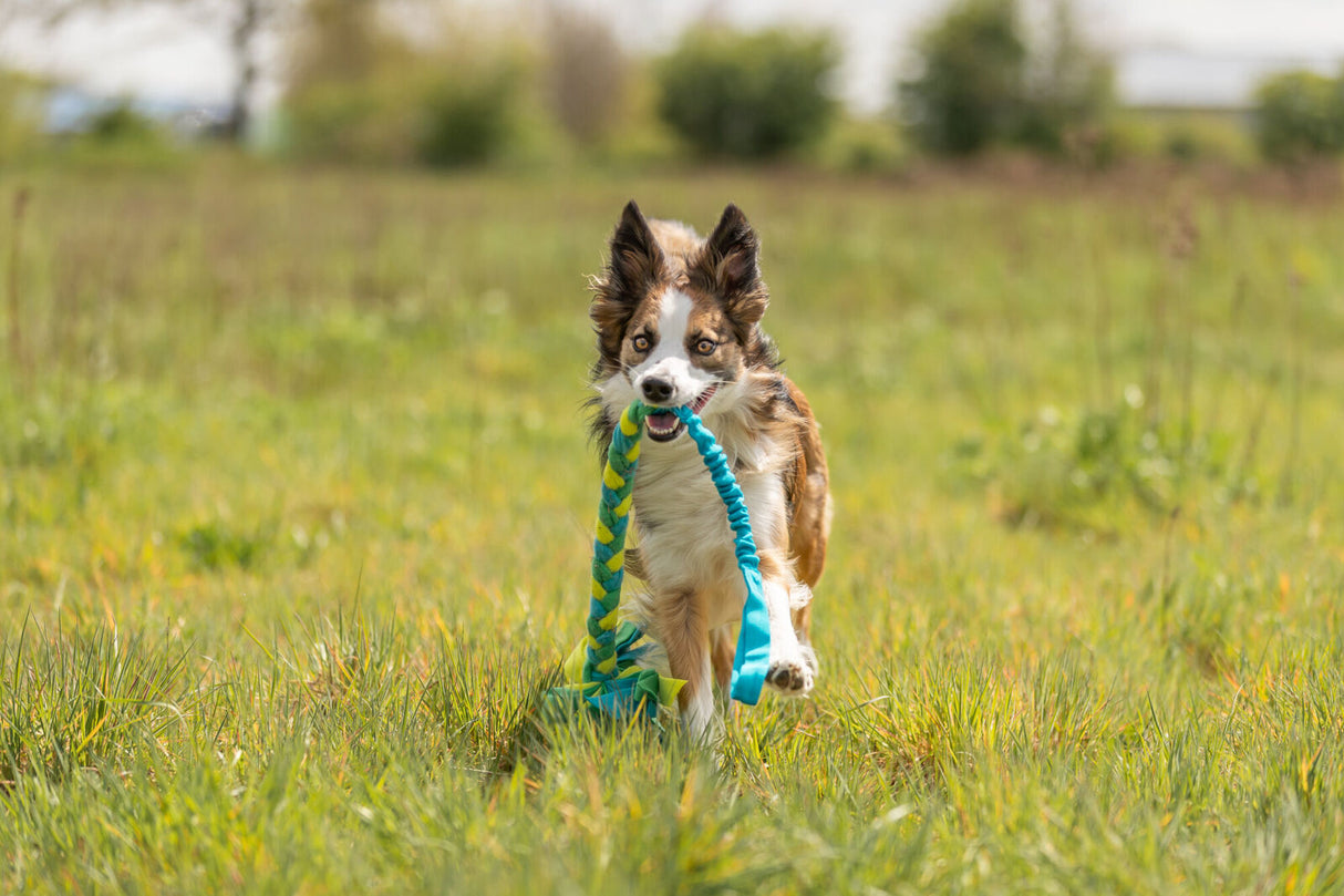 Hund auf grüner Wiese beim Spielen mit einem blau-gelben Seilspielzeug, im Hintergrund verschwommene Bäume.