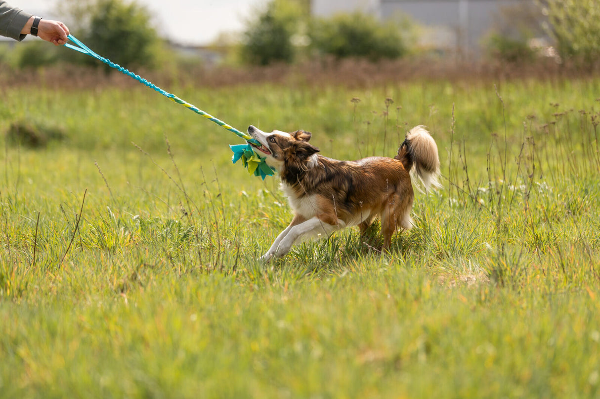 Ein braun-weißer Hund zieht an einem blau-gelben Spielzeugseil im Gras, während eine Person es hält.