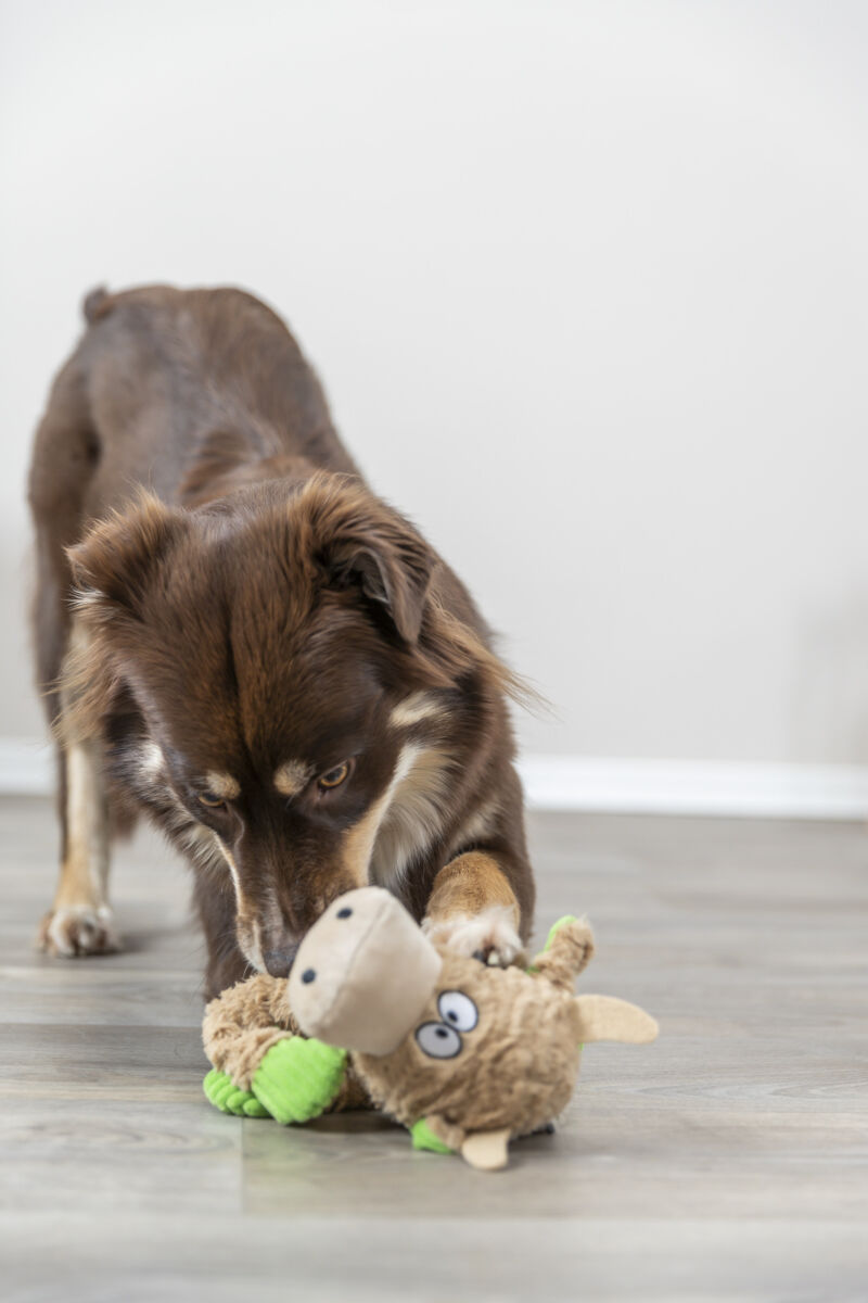 Ein brauner Hund spielt auf einem Boden mit einem Plüschtier, das teilweise grün ist.