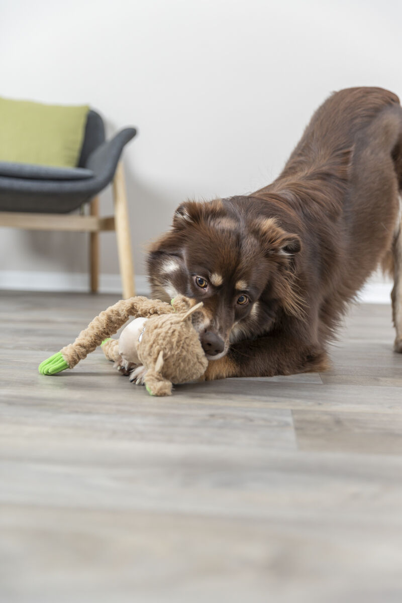 Ein brauner Hund spielt auf einem Holzboden mit einem Plüschtier in einem Raum mit einem Stuhl im Hintergrund.