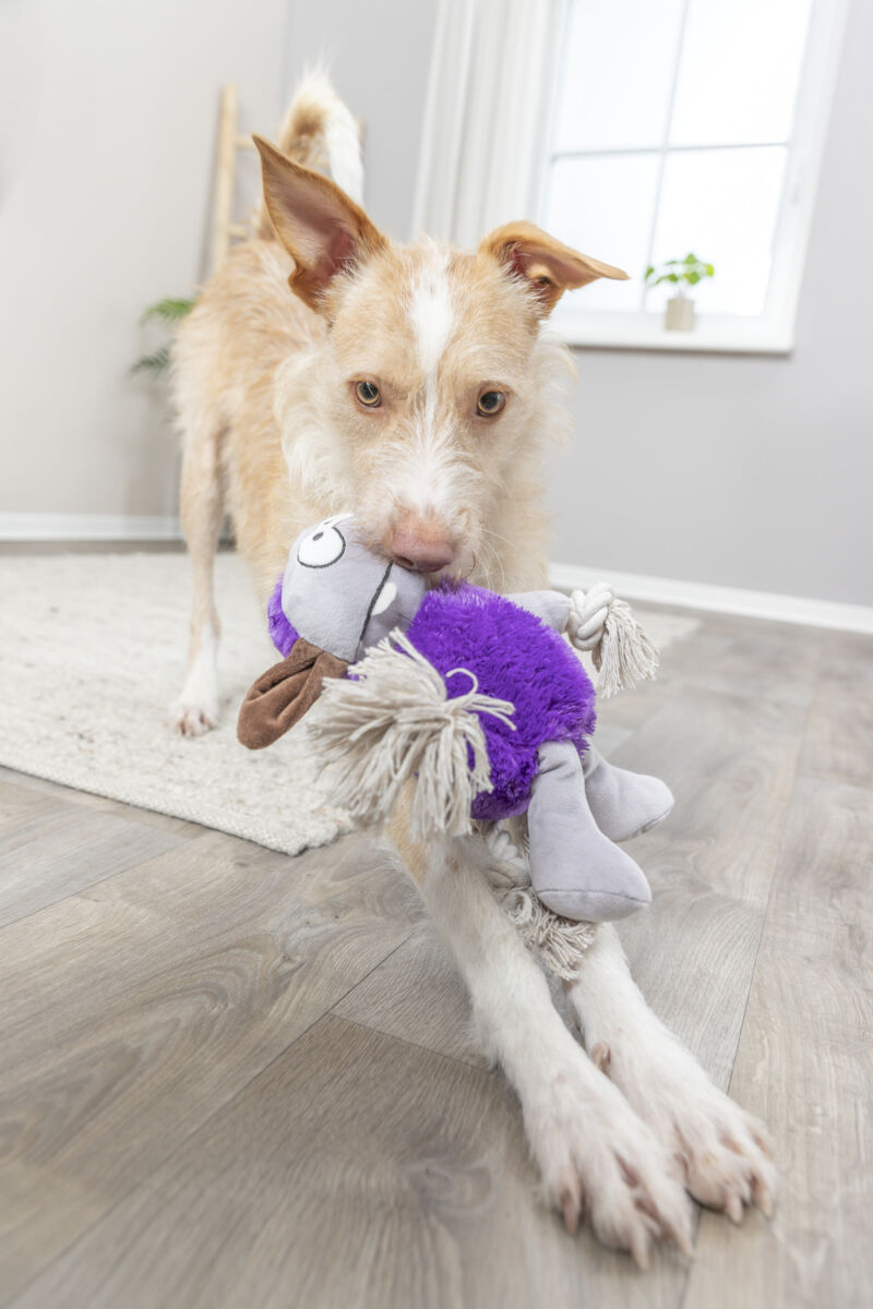 Ein Hund mit beigem Fell spielt auf einem Holzboden mit einem lilafarbenen Spielzeug in einem hellen Raum.