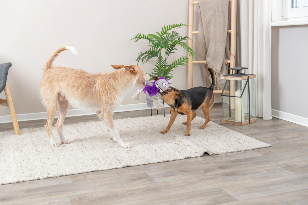 Zwei Hunde spielen in einem Wohnzimmer mit einem lila Plüschspielzeug, umgeben von einer Pflanze und einer Laterne.