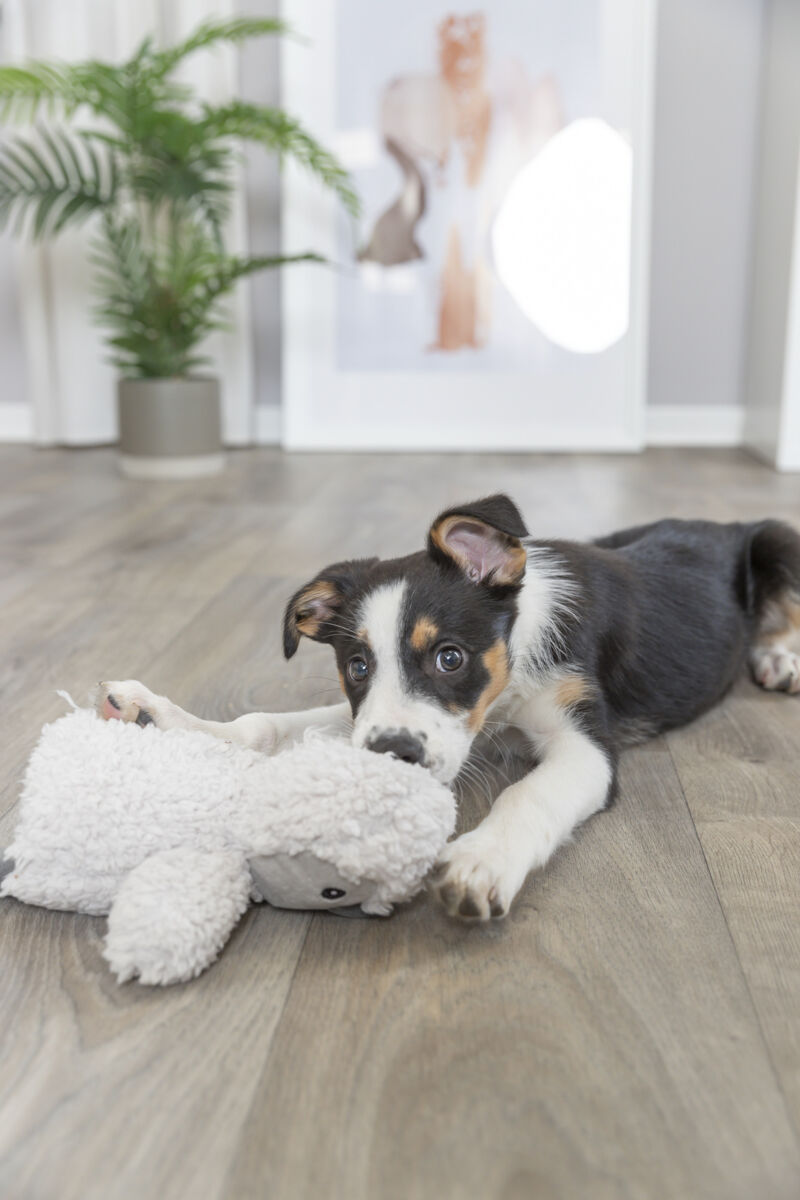 Hund in schwarz-weiß mit braunen Flecken spielt auf Holzboden mit weißem Kuscheltier, Hintergrundpflanze sichtbar.
