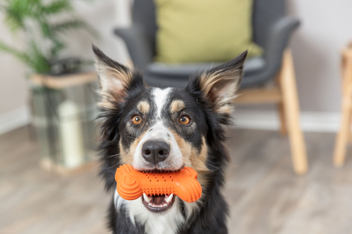 Hund mit schwarz-weißem Fell hält ein orangefarbenes Spielzeug im Maul, im Hintergrund ein Sessel und Pflanzen.