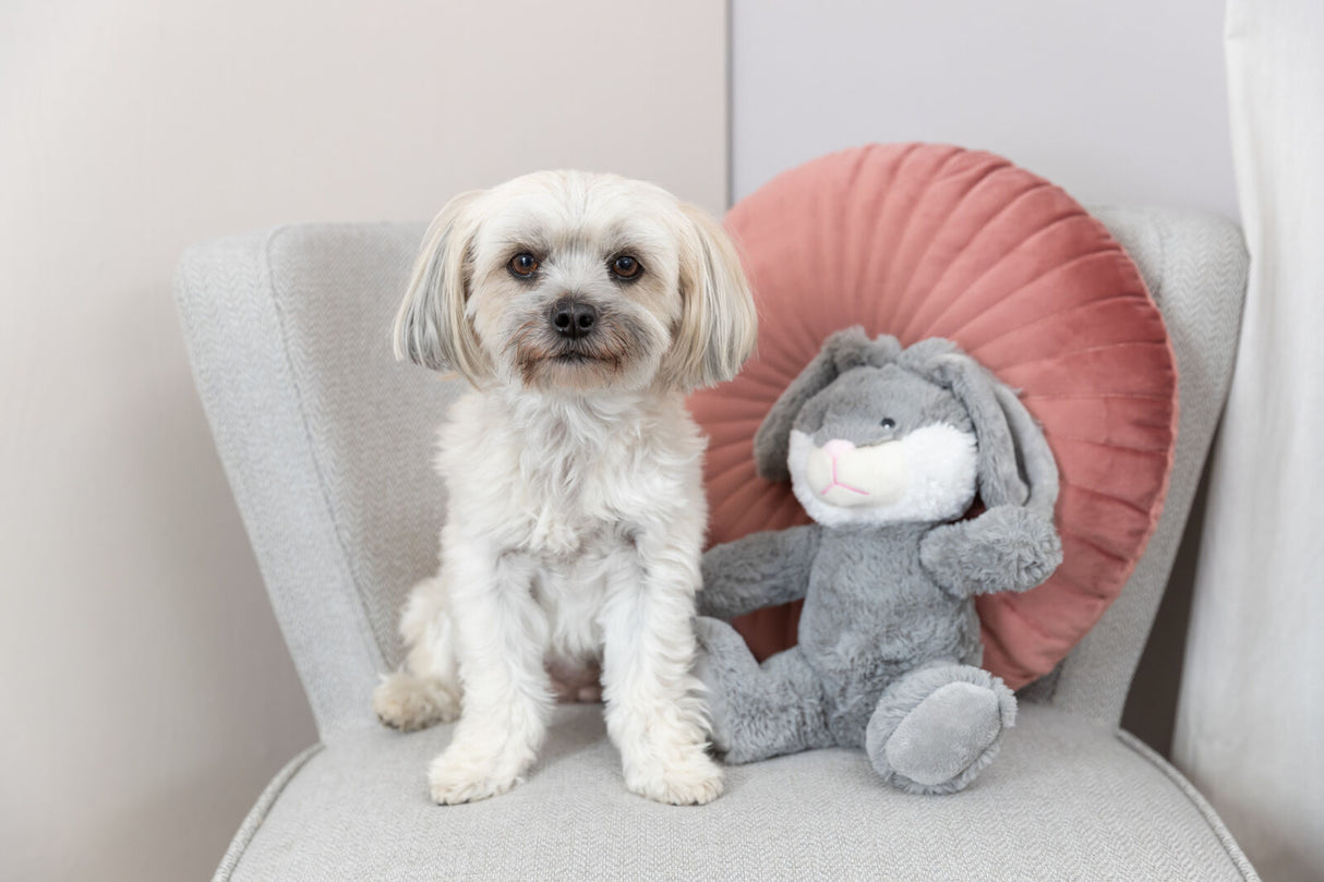 Ein kleiner, weißer Hund sitzt auf einem grauen Sessel neben einem grauen Plüschhasen und einem rosafarbenen Kissen.