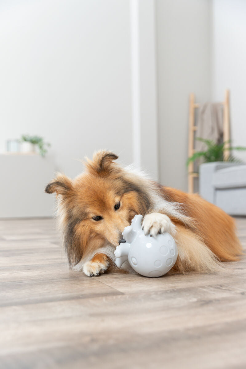 Ein Hund spielt auf einem Holzboden mit einem weißen Spielzeug in einem Wohnzimmer.