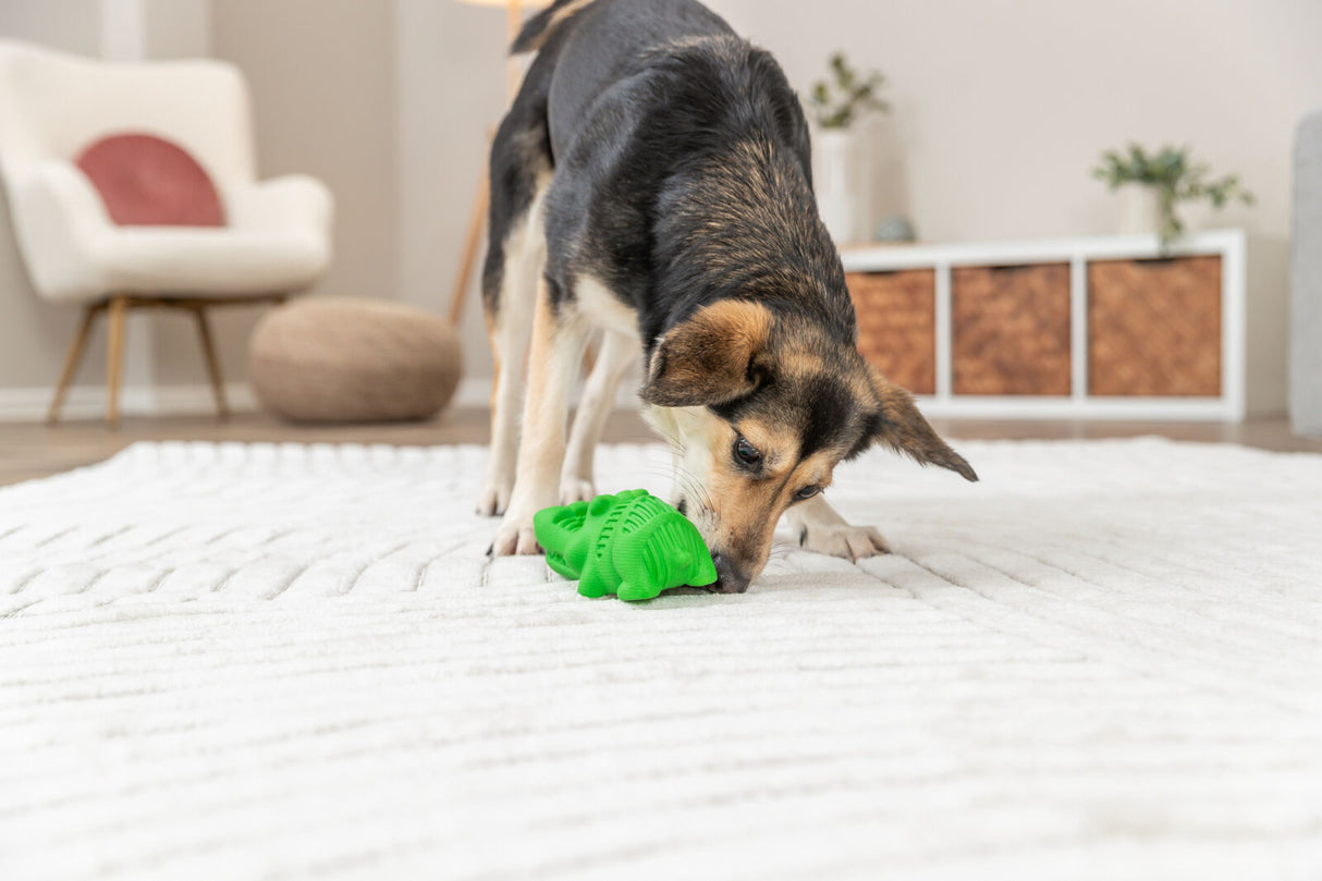 Hund schnüffelt an grünem Spielzeug auf weißem Teppich in einem Wohnzimmer mit modernen Möbeln.