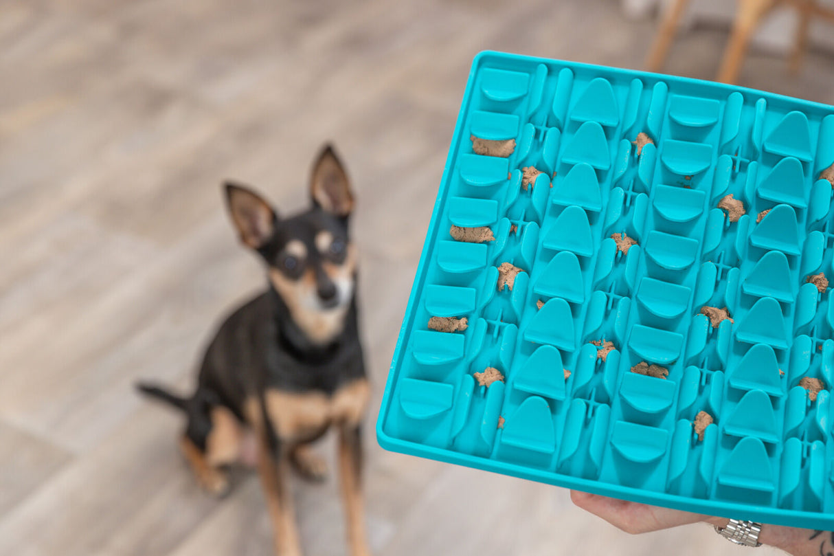 Ein Hund sitzt auf dem Boden, während eine Person ein blaues Futterpuzzle mit Snacks hält.
