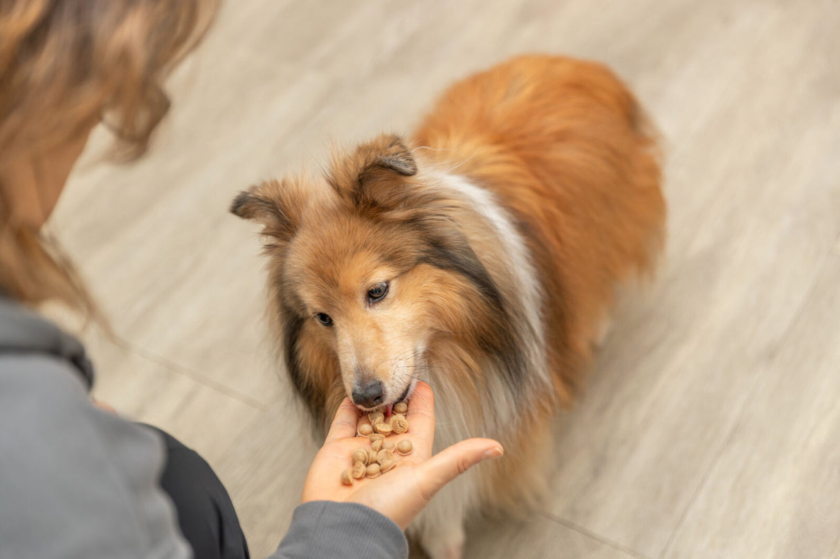 Ein Hund mit braunem Fell frisst aus einer Hand auf einem hellen Boden.