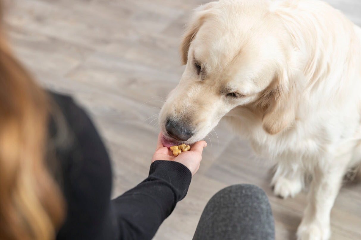 Ein Hund mit hellem Fell leckt Leckerlis aus einer Hand, im Hintergrund ein heller Holzboden.