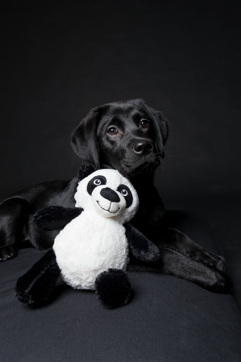 Ein schwarzer Hund liegt auf einem dunklen Hintergrund und hält ein plüschiges, weiß-schwarzes Panda-Spielzeug.