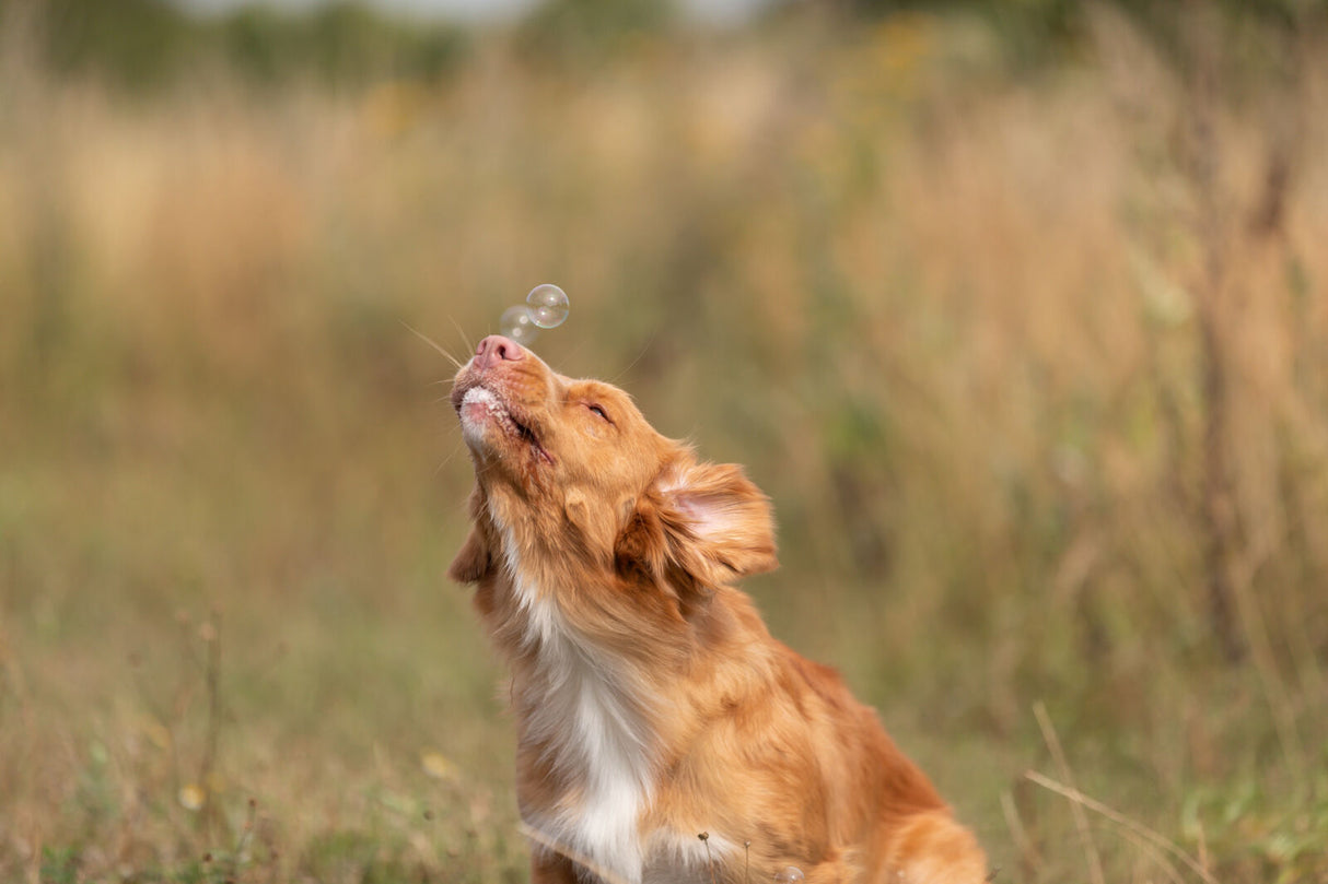 Ein brauner Hund im Gras schaut eine schwebende Seifenblase an, Hintergrund unscharf mit gelbem und grünem Gras.