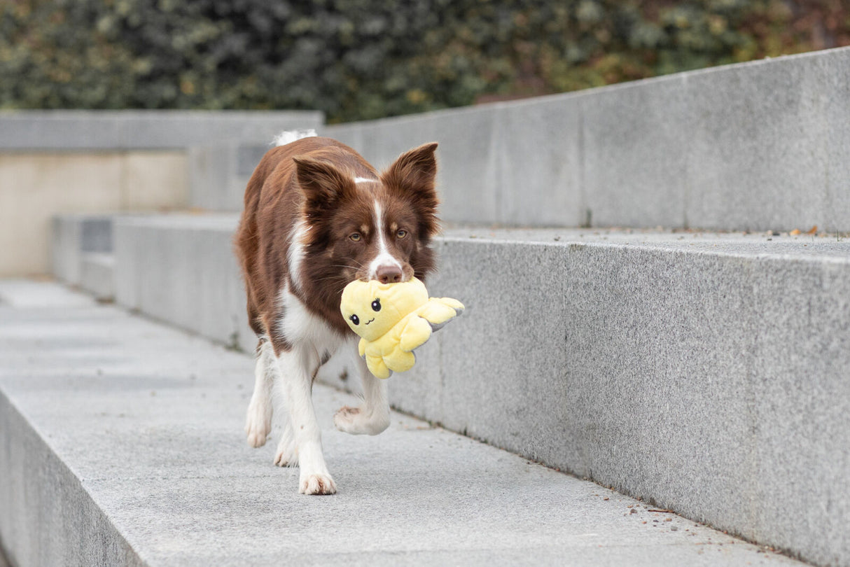 Hund läuft auf grauen Stufen und trägt ein gelbes Spielzeug, das wie eine Krake aussieht, im Maul.
