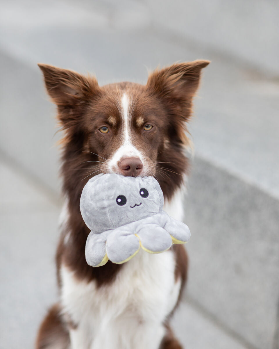 Ein braun-weißer Hund hält ein graues Plüschspielzeug in Form eines Tintenfisches im Maul, steinerner Hintergrund.