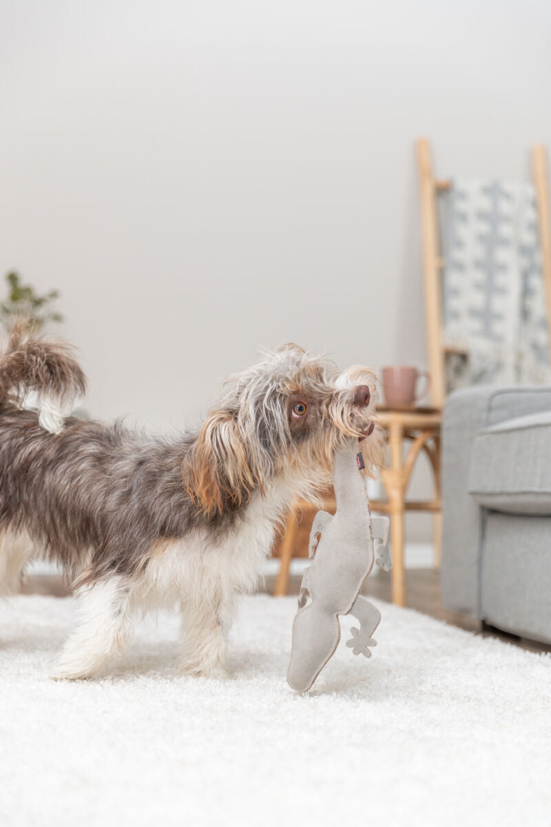 Ein Hund mit braun-weißem Fell hält ein graues Stoffspielzeug in einem Wohnzimmer mit Teppichboden.