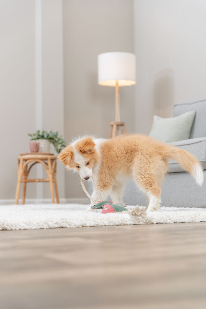 Ein flauschiger Hund spielt mit Spielzeug auf einem weißen Teppich in einem modern eingerichteten Raum.