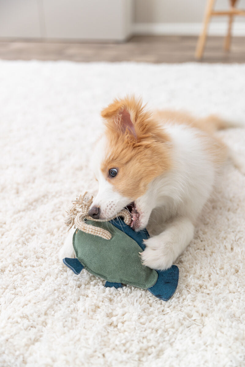 Welpe mit hellbraunem Fell auf weißem Teppich spielt mit einem grünen Stoffspielzeug in Fischform.