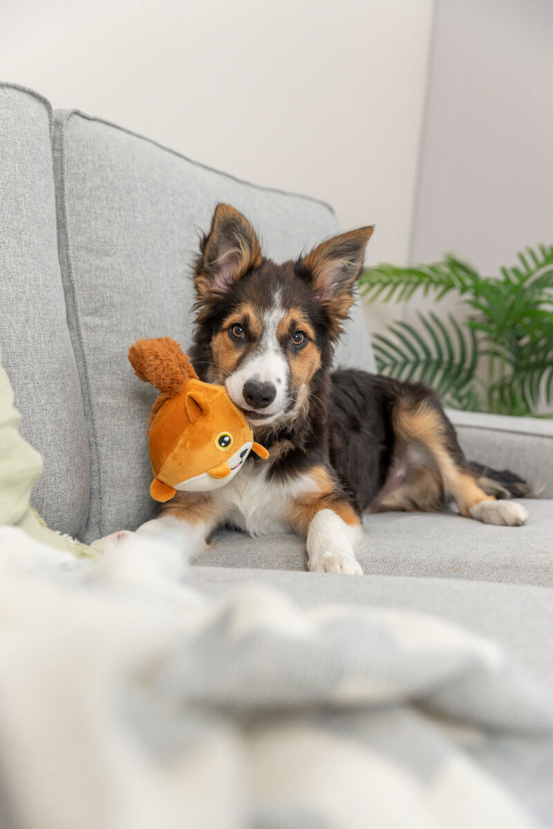 Hund mit Plüschtier liegt auf grauem Sofa, im Hintergrund grüne Pflanze.