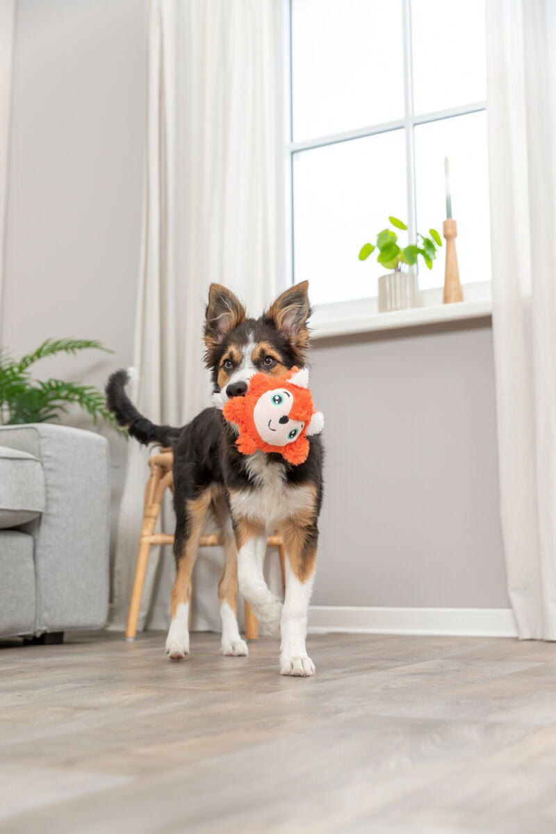 Hund trägt ein orangefarbenes Spielzeug im Maul und steht auf Holzboden in einem hellen Raum mit Pflanzen und einem Fenster.