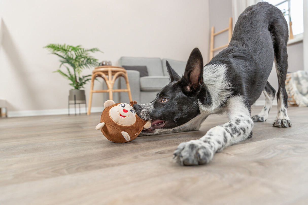 Ein schwarz-weißer Hund spielt mit einem Stoffspielzeug in einem Wohnzimmer mit Holzboden, im Hintergrund eine Pflanze und Möbel.