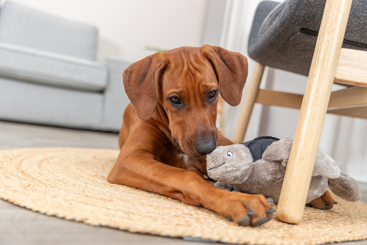 Ein brauner Hund liegt auf einem runden Teppich und spielt mit einem grauen Plüschspielzeug neben einem Stuhl.