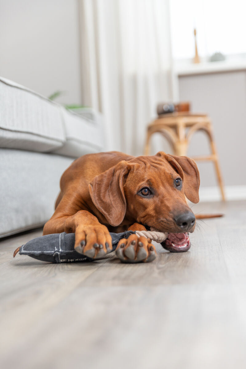 Ein brauner Hund liegt auf dem Boden und kaut auf einem Kauspielzeug vor einem grauen Sofa.