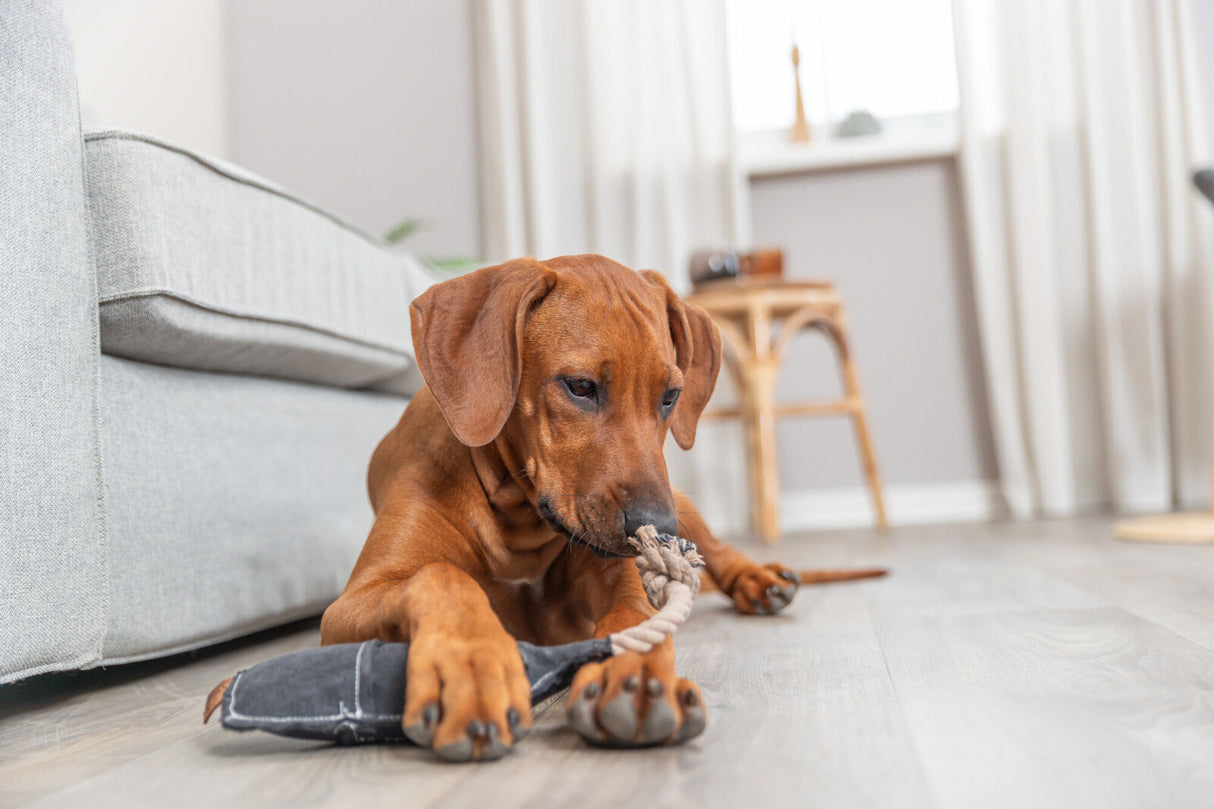 Brauner Hund kaut auf einem Seilspielzeug auf einem Holzboden neben einem grauen Sofa in einem hellen Raum.