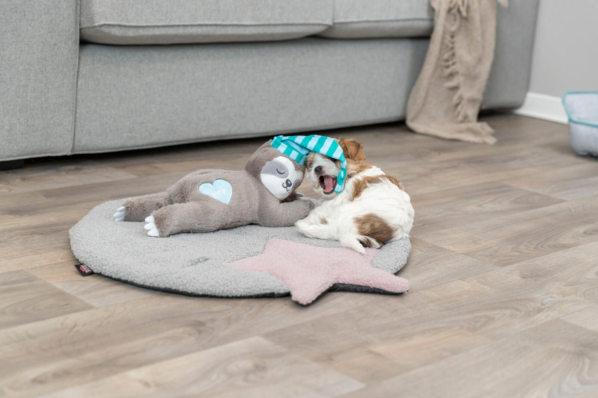 Ein kleiner Hund liegt auf einem grauen Hundebett mit einem Plüschfaultier, dessen Mütze sein Gesicht bedeckt.